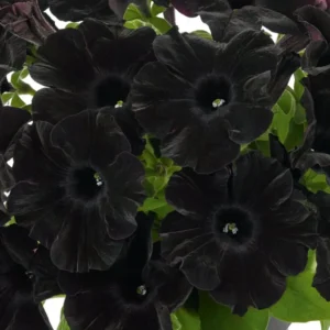 2 Black Petunias Live Plants - Trailing Hanging Flowers