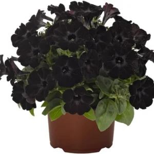 2 Black Petunias Live Plants - Trailing Hanging Flowers