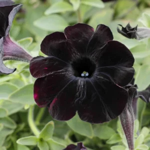 2 Black Petunias Live Plants - Trailing Hanging Flowers