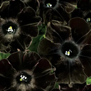 2 Black Petunias Live Plants - Trailing Hanging Flowers