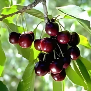 2 Black Rum Cherry Trees 2 Feet Tall Sweet Fruit Ready to Plant, Mountain Cherry
