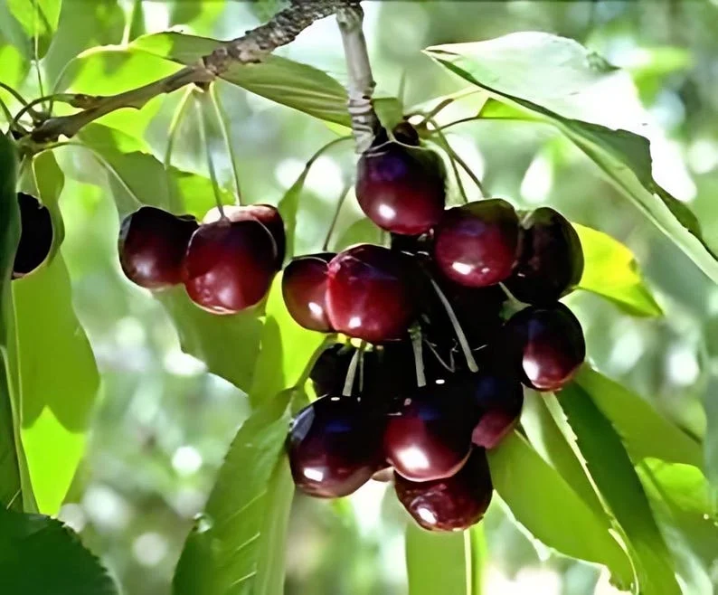 2 Black Rum Cherry Trees 2 Feet Tall Sweet Fruit Ready to Plant, Mountain Cherry