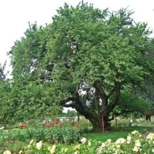 2 Black Rum Cherry Trees 2 Feet Tall Sweet Fruit Ready to Plant, Mountain Cherry