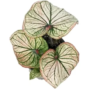 2 Caladium Bulbs - Deep Green and White Tricolor - Premium Bulk Tuber
