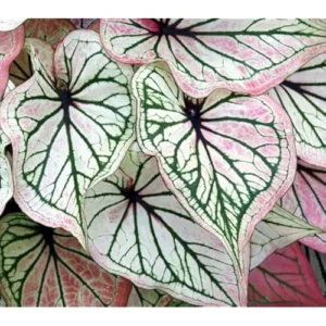 2 Caladium Bulbs - Deep Green and White Tricolor - Premium Bulk Tuber