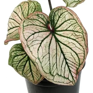 2 Caladium Bulbs - Deep Green and White Tricolor - Premium Bulk Tuber