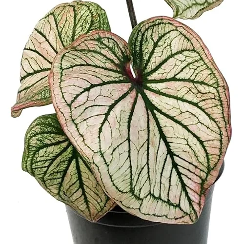 2 Caladium Bulbs - Deep Green and White Tricolor - Premium Bulk Tuber