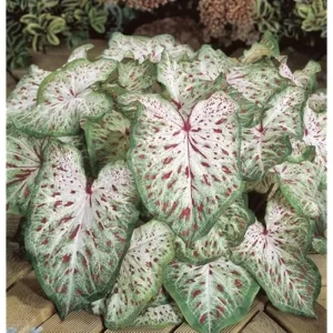 2 Caladium Bulbs - Green Deep Pink Tricolor Caladiums for Planting