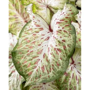 2 Caladium Bulbs - Green Deep Pink Tricolor Caladiums for Planting