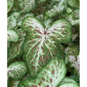 2 Caladium Bulbs - Green Deep Pink Tricolor Caladiums for Planting