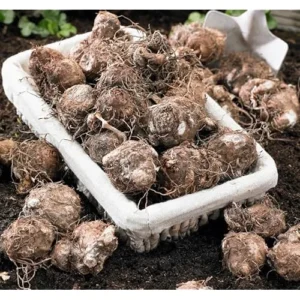 2 Caladium Bulbs - Green Deep Pink Tricolor Caladiums for Planting