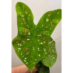 2 Caladium Bulbs - Green Pink Red Tricolor - Heart-Shaped Foliage, Shade-Loving Tuber