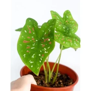 2 Caladium Bulbs - Green Pink Red Tricolor - Heart-Shaped Foliage, Shade-Loving Tuber