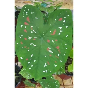 2 Caladium Bulbs - Green Pink Red Tricolor - Heart-Shaped Foliage, Shade-Loving Tuber