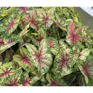 2 Caladium Bulbs - Green Pink White Tricolor - Tropical Shade Plant