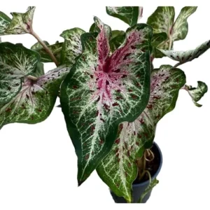 2 Caladium Bulbs - Peppermint Variety - Green and Pink Foliage - Tropical Tuber