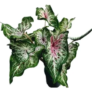 2 Caladium Bulbs - Peppermint Variety - Green and Pink Foliage - Tropical Tuber