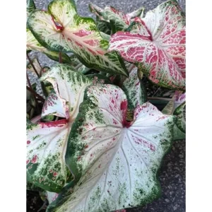 2 Caladium Bulbs - Peppermint Variety - Green and Pink Foliage - Tropical Tuber