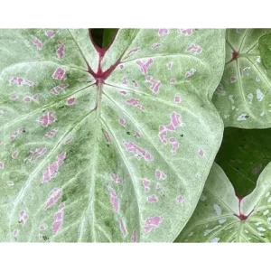 2 Caladium Bulbs for Planting - Lime Variety - Bulk Colorful Caladiums