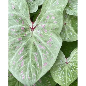 2 Caladium Bulbs for Planting - Lime Variety - Bulk Colorful Caladiums