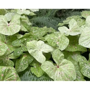 2 Caladium Bulbs for Planting - Lime Variety - Bulk Colorful Caladiums