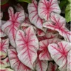 2 Caladium Bulbs for Planting - White Red Bicolor Caladium Tubers - Summer Shade Plant