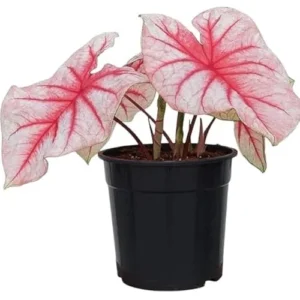 2 Caladium Bulbs for Planting - White Red Bicolor Caladium Tubers - Summer Shade Plant