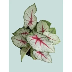 2 Caladium Bulbs for Planting - White Red Bicolor Caladium Tubers - Summer Shade Plant