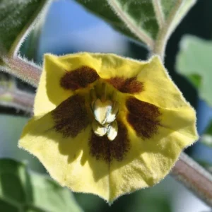 2 Cape Gooseberries Live Plants for Planting 4