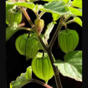2 Cape Gooseberries Live Plants for Planting 4