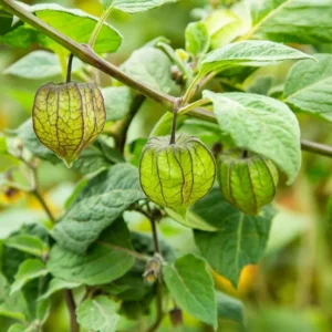 2 Cape Gooseberries Live Plants for Planting 4