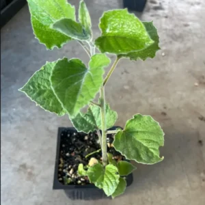 2 Cape Gooseberries Live Plants for Planting 4