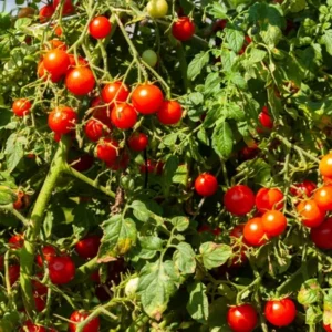 2 Cherry Tomato Live Plants Per Pot, 4