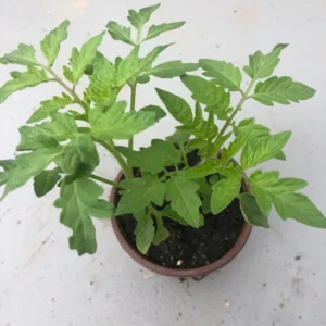 2 Cherry Tomato Live Plants Per Pot, 4