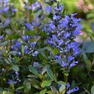 2 Chocolate Chip Ajuga 4 in Pot - Evergreen Ground Cover - Low-Maintenance Plant