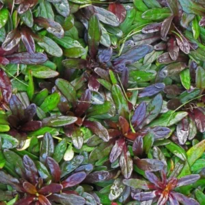 2 Chocolate Chip Ajuga 4 in Pot - Evergreen Ground Cover - Low-Maintenance Plant