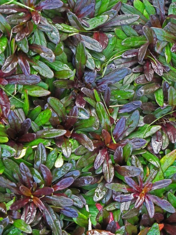 2 Chocolate Chip Ajuga 4 in Pot - Evergreen Ground Cover - Low-Maintenance Plant