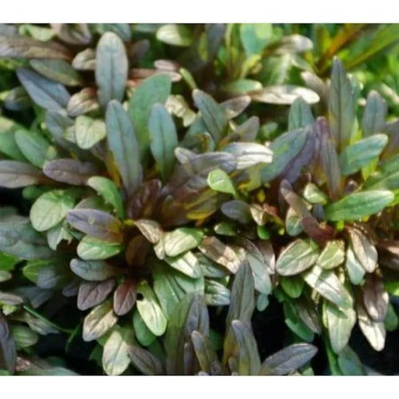 2 Chocolate Chip Ajuga 4 in Pot - Evergreen Ground Cover - Low-Maintenance Plant