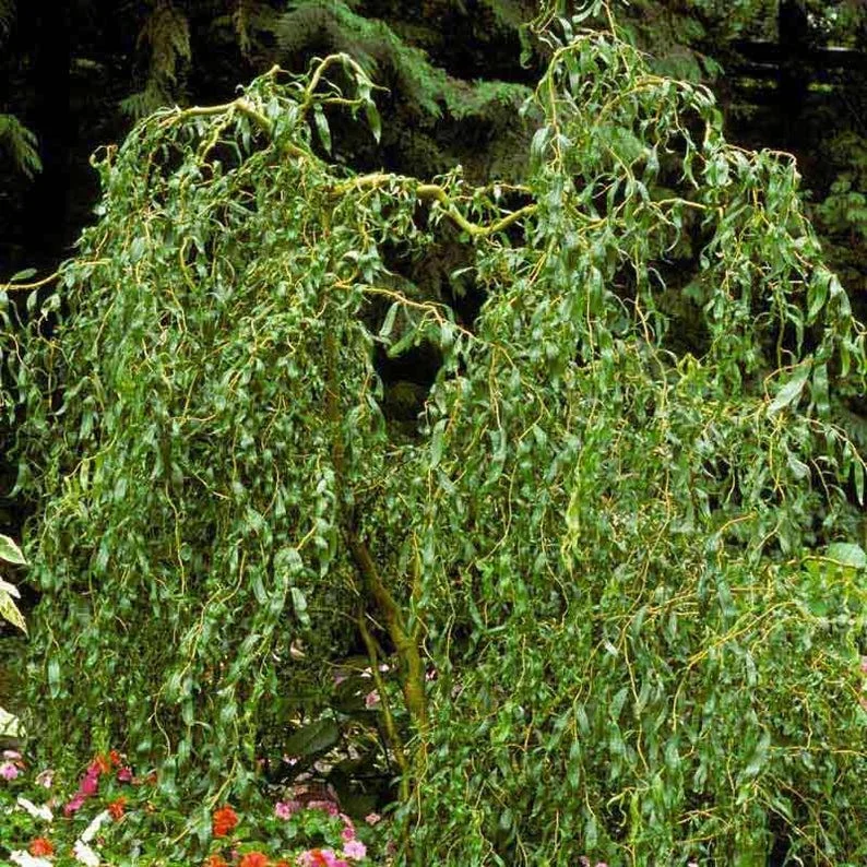 2 Corkscrew Willow Trees | Bare-root | Twisted Willow Branches | Fast-Growing