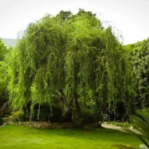 2 Corkscrew Willow Trees | Bare-root | Twisted Willow Branches | Fast-Growing