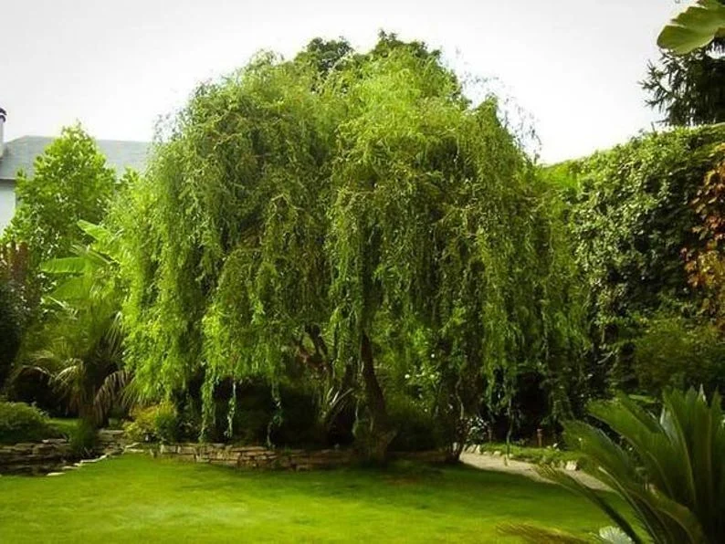 2 Corkscrew Willow Trees | Bare-root | Twisted Willow Branches | Fast-Growing