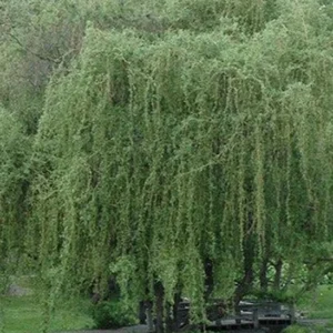 2 Corkscrew Willow Trees | Bare-root | Twisted Willow Branches | Fast-Growing