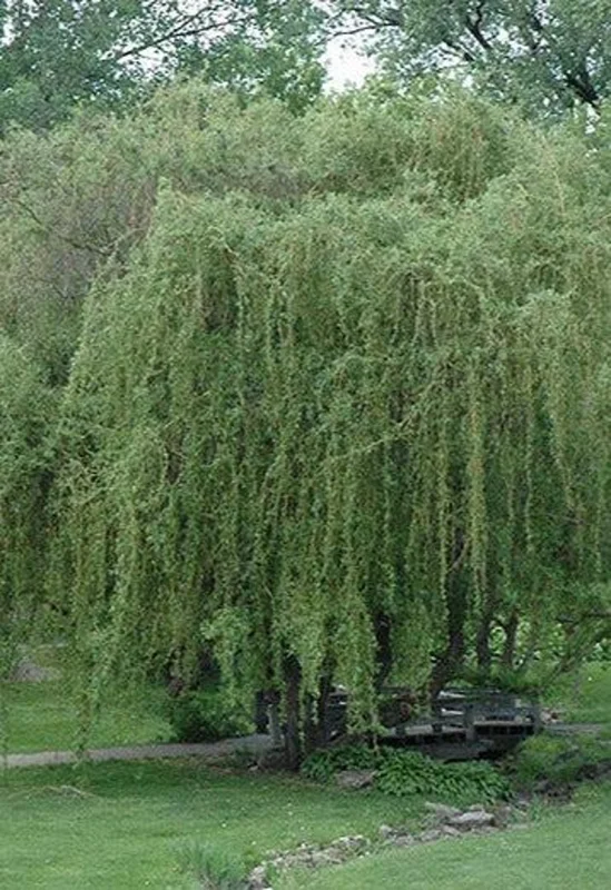 2 Corkscrew Willow Trees | Bare-root | Twisted Willow Branches | Fast-Growing