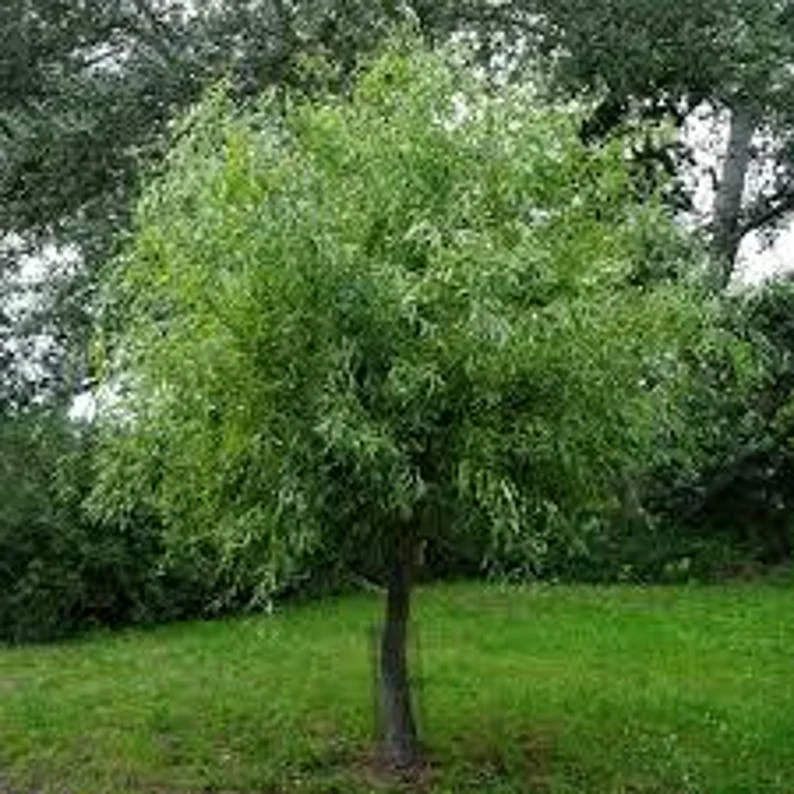 2 Corkscrew Willow Trees | Bare-root | Twisted Willow Branches | Fast-Growing