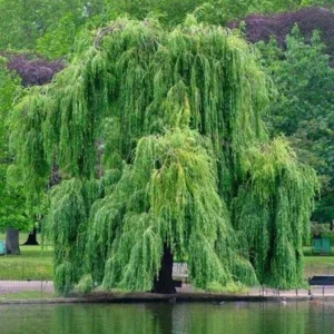 2 Corkscrew Willow Trees | Bare-root | Twisted Willow Branches | Fast-Growing