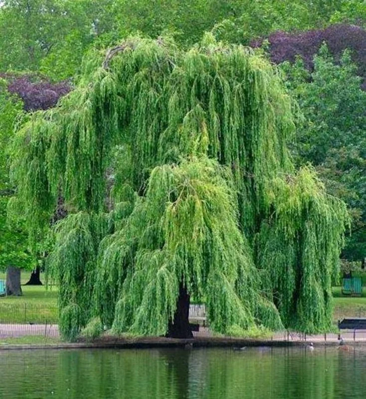 2 Corkscrew Willow Trees | Bare-root | Twisted Willow Branches | Fast-Growing