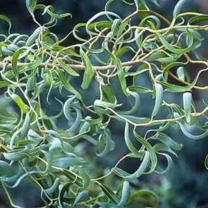 2 Corkscrew Willow Trees | Bare-root | Twisted Willow Branches | Fast-Growing