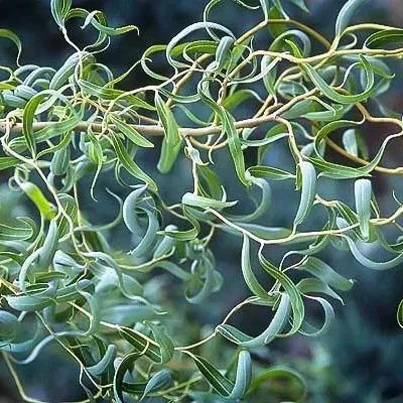 2 Corkscrew Willow Trees | Bare-root | Twisted Willow Branches | Fast-Growing