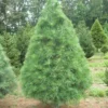 2 Eastern White Pine Tree Bare-root – Fast-Growing Evergreen, 6 to 12 Inch Tall