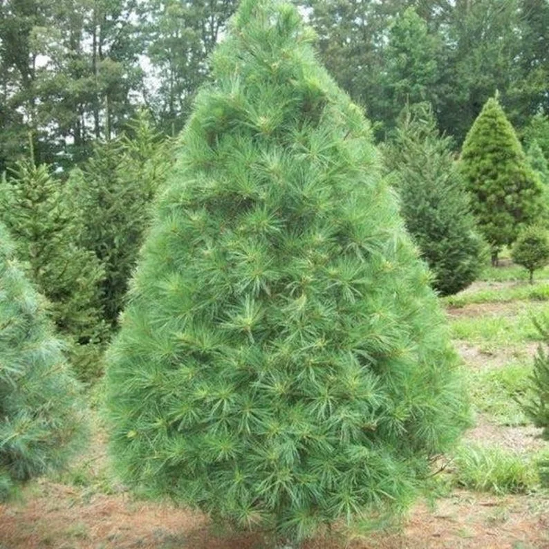 2 Eastern White Pine Tree Bare-root – Fast-Growing Evergreen, 6 to 12 Inch Tall